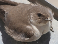 Klippsvala (Ptyonoprogne rupestris) häckar på ett kapelltak på Mt Olympos, Lesvos.