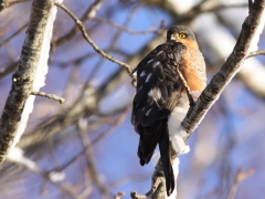 En gammal sparvhökshane (Accipiter nisus) spanar in fågelbordets gäster. Söder, Växjö.