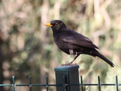 Koltrast (Turdus merula) en välkommen trädgårdsgäst. Här i Maspalomas, Gran Canaria.