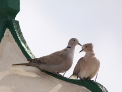 Turkduva (Streptopelia decaocto) både hörs och ses överallt I Maspalomas, Gran Canaria.