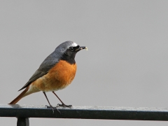 Rödstjärt, hane (Phoenicurus phoenicurus) häckar ofta på Söder, Växjö.