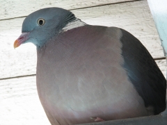 Ringduva (Columba palumbus) på balkong i centrala Helsingborg.