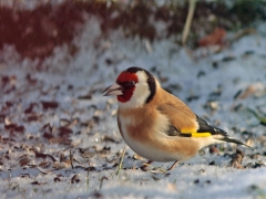 Steglits (Carduelis carduelis). Tyvärr bara en tillfällig gäst vid vårt fågelbord. Söder, Växjö.