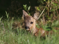 Rådjurskid (Capreolus capreolus) precis utanför  en villaträdgård på Aspö " .