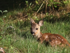 Rådjurskid (Capreolus capreolus) precis utanför  en villaträdgård på Aspö ".  -Om jag inte rör mig syns jag inte!