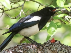 Skata (Pica pica) en fågel som alltid hittar något gott. Söder, Växjö.