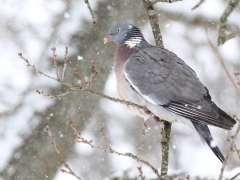 Ringduva (Columba palumbus) vid fågelmatningen, Söder, Växjö.