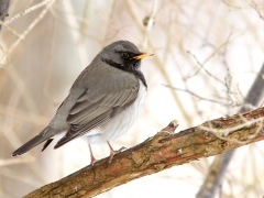 Svarthalsad trast (Turdus atrogularis). En sällsynt gäst från taigan i Sibirien - som en vinter länge uppehöll sig i en trädgård  i Växjö.