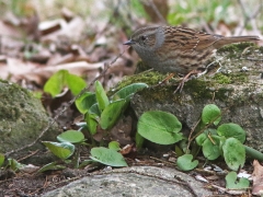 Järnsparv( Prunella modularis, Dunnock) ovanlig och skygg gäst vid fågelbordet.Söder, Växjö.