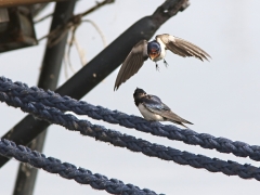 Ladusvala (Hirundo rustica)Torhamn,  Blekinge.