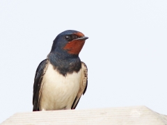 Ladusvala (Hirundo rustica) i Torhamn, Blekinge.