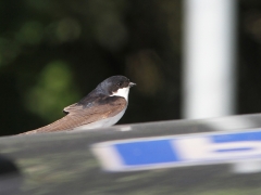 Hussvala (Delichon urbicum) har parkerat på biltak vid Stenåsabadet, Öland.