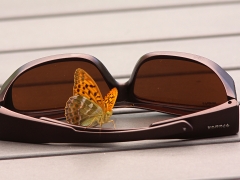 Silvertreckad pärlemorfjäril (Argynnis paphia) Västernäs, Ramdala, Blekinge.