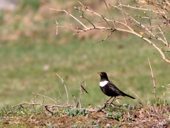 Ringtrast (Turdus torquatus) rastar i trädgård i Växjö på väg från övervintringsområdet vid Medelhavet till sin häckplats kanske i någon fjällbjörkskog i norra Sverige.