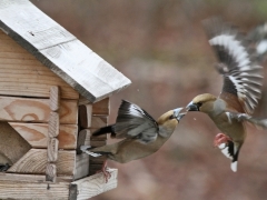 Stenknäck (Coccothraustes coccothraustes),  Söder, Växjö.