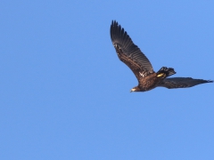 Havsörn (Haliaeetus albicilla, White-tailed Eagle) Gärdslöv, Skåne.