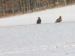 Havsörn (Haliaeetus albicilla, White-tailed Eagle)  Stäppörn (Aquila nipalensis, Steppe Eagle) Gärdslöv, Skåne.