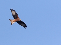 Röd glada (Milvus milvus, Red Kite) Möcklö, Ramdala, Bl.