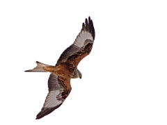 Rödglada (Milvus milvus, Red Kite) Tosteberga, Sk.