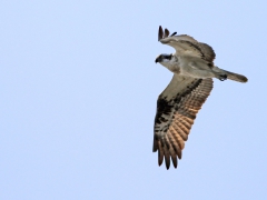 Fiskgjuse (Pandion haliaetus, Osprey) Bäckaslöv våtmark, Bokhultets NR, Växjö, Sm.