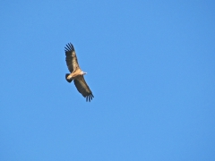 Gåsgam (Gyps fulvus, Eur. Griffon Vulture ) Monfrague, Spain.