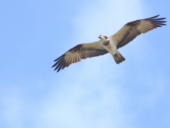 Fiskgjuse (Pandion haliaetus, Osprey) Jäts badplats, Åsnen, Sm.