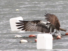 Fiskgjuse i snöväder (Pandion haliaetus, Osprey) . S. Bergundasjön, Bokhultet NR, Växjö, Sm.