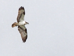 Fiskgjuse i snöväder (Pandion haliaetus, Osprey) . S. Bergundasjön, Bokhultet NR, Växjö, Sm.