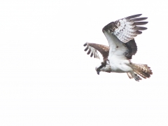 Fiskgjuse (Pandion haliaetus, Osprey) . S. Bergundasjön, Bokhultet NR, Växjö, Sm.