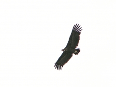 Grågam (Aegypius monachus Eur. Black Vulture) Monfrague, Spain.