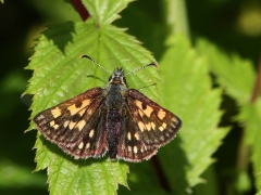 Gulfläckig glanssmygare, hona  (Carterocephalus palaemon, Chequered Skipper)  Assemyrvallen, Klövsjö, Jmt.