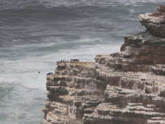 Kapskarv (Phalacrocorax capensis, Cape Cormorant).