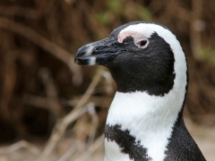 Sydafrikansk pingvin (Spheniscus demersus, African Penguin).