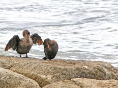 Kronskarv (Phalacrocorax coronatus, Crowned Cormorant).