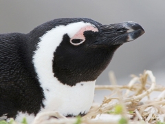 Sydafrikansk pingvin (Spheniscus demersus, African Penguin).