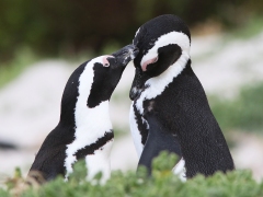 Sydafrikansk pingvin (Spheniscus demersus, African Penguin).