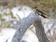 Brunstrupig backsvala (Riparia paludicula, Brown-throated Martin).