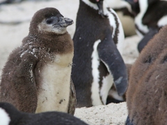 Sydafrikansk pingvin (Spheniscus demersus, African Penguin).