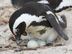 Sydafrikansk pingvin (Spheniscus demersus, African Penguin).