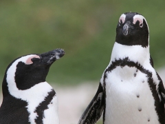 Sydafrikansk pingvin (Spheniscus demersus, African Penguin).