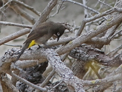 Kapbulbyl (Pycnonotus capensis, Cape Bulbul).