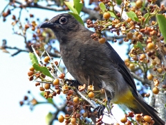 Kapbulbyl (Pycnonotus capensis, Cape Bulbul). Kirstenbosch Botanical Garden.