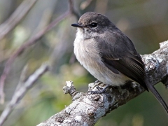 Mörkgrå flugsnappare (Muscicapa adusta, African Dusky Flycatcher). Kirstenbosch Botanical Garden.