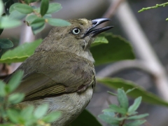 Kapbulbyl (Pycnonotus capensis, Cape Bulbul).