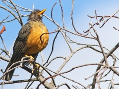 Olivtrast (Turdus olivaceus, Olive Thrush). Kirstenbosch Botanical Garden.