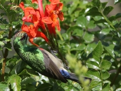 Kapsolfågel (Cinnyris chalybeus, Southern Double-collared Sunbird). Kirstenbosch Botanical Garden.