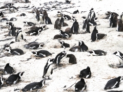 Boulders Beach.