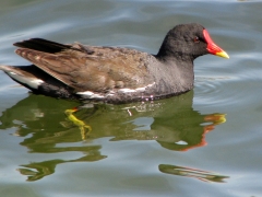 Rörhöna (Gallinula chloropus, Common moorhen)  la Charca, Maspalomas, Gran Canaria, Spain.