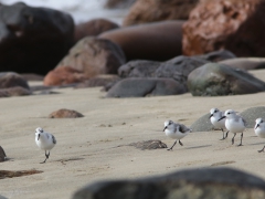 Sandlöpare Calidris alba Sanderling