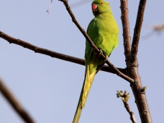 Halsbandsparakit Psittacula krameri Rose-ringed parakeet Maspalomas, Gran Canaria.